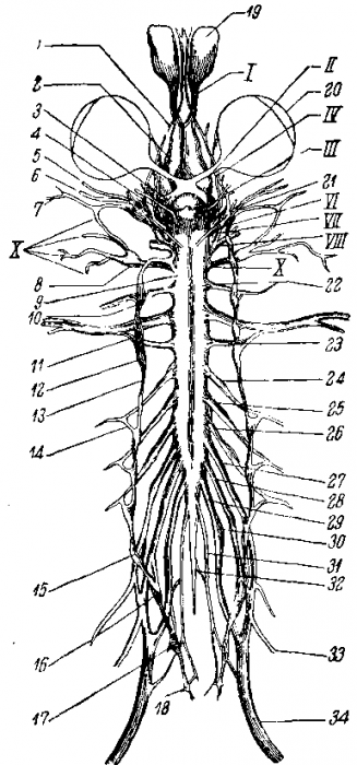 Нервная система лягушки