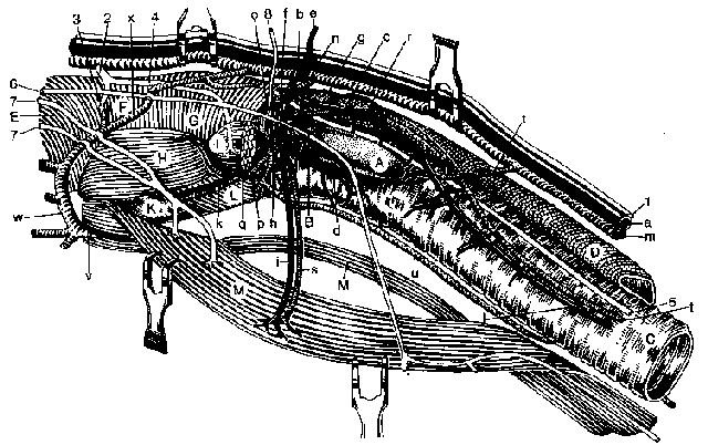 pdf battle of st vith