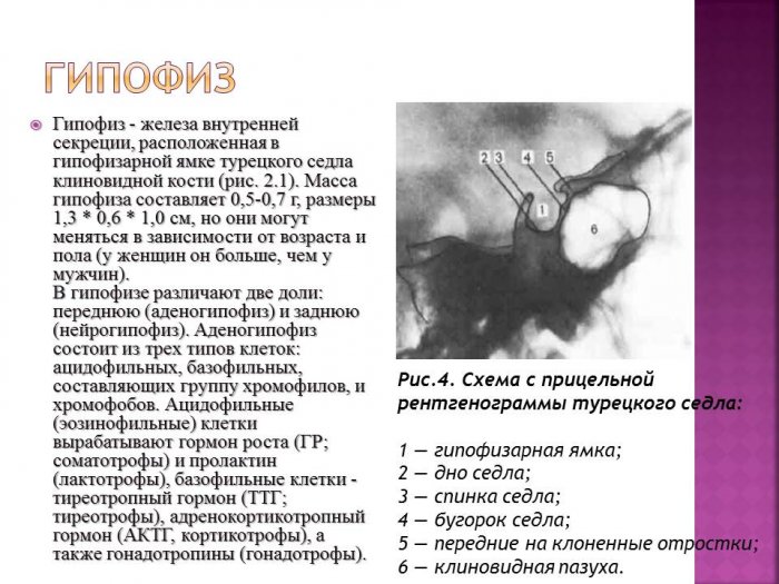 Презентация: Визуальная диагностика Эндокринной системы