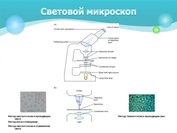 Презентация - Микроскопические методы исследования микроорганизмов
