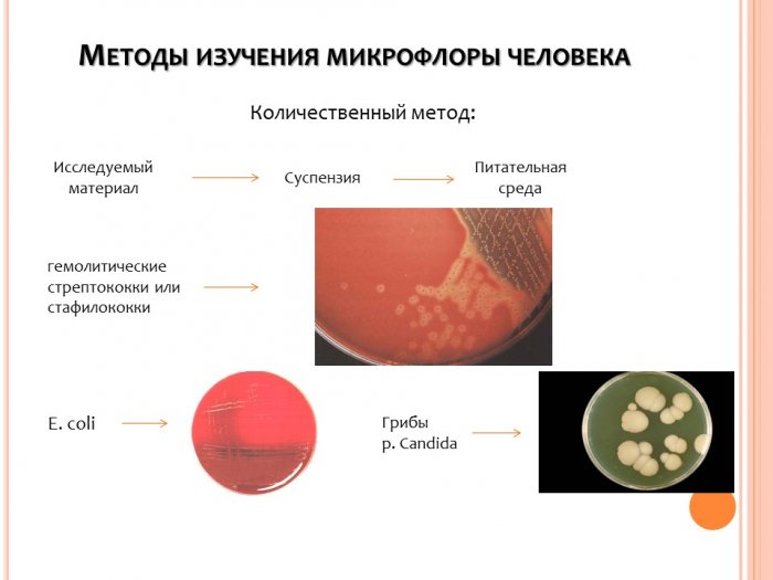 Презентация - Методы изучения микрофлоры человека и животных