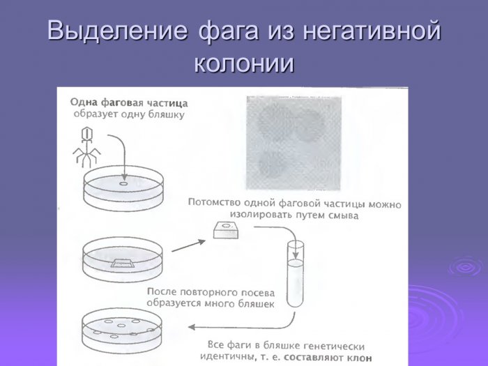 Презентация - Бактериофаги, их получение и применение в диагностических и лечебно-профилактических целях