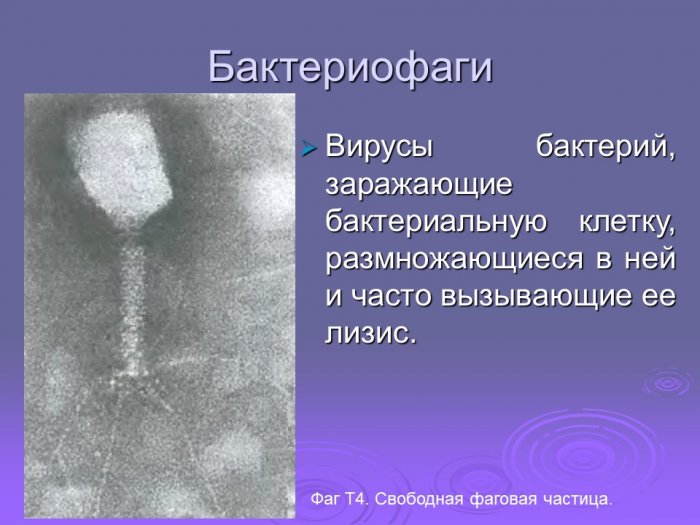 Презентация - Бактериофаги, их получение и применение в диагностических и лечебно-профилактических целях