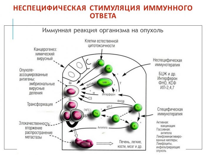 Презентация - Иммунология опухолей