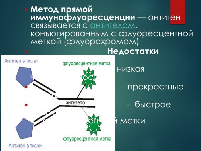 Презентация -  Фракционирование клеток; Иммуногистохимия; Метки, используемые  в реакции антиген-антитело; Радиоавтография