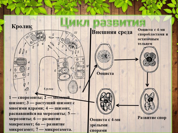 Презентация - Транзитные паразиты человека:  их циклы развития и медицинское значение