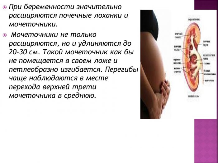 Презентация - почки и беременность