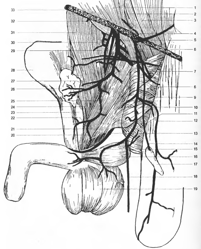 Чревный ствол и его ветви. Ветви чревного ствола анатомия. Стеноз чревного ствола брюшной. Анатомия чревного ствола кт.