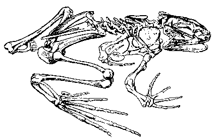 Кости передней конечности земноводных. Рис скелет лягушки. Скелет лягушки подвздошная кость. Скелет лягушки рис 128. Голень у лягушки скелет.