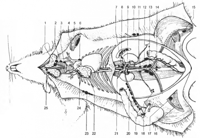 Женский половой орган млекопитающих. Лимфатическая система крысы. Лимфатические узлы крысы. Лимфатические узлы мыши анатомия. Лимфатические железы крысы.