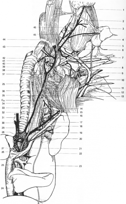 Периферическая нервная система крысы (черепные нервы)