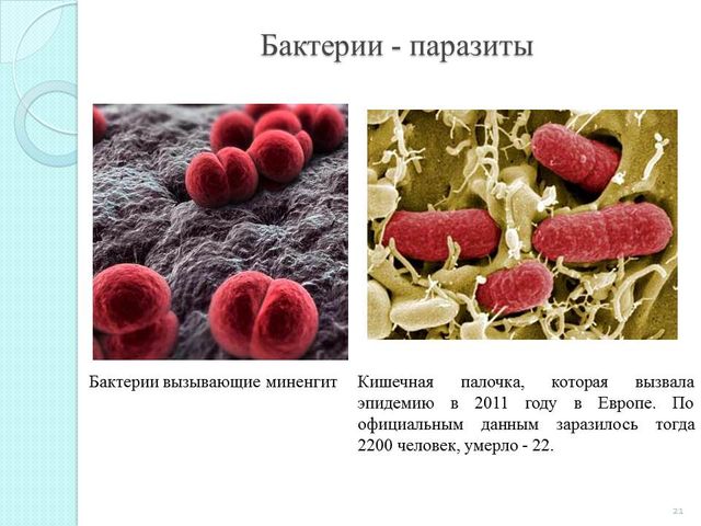 Среда обитания бактерий паразитов. Бактерии паразиты примеры. Прапразиты примеры бактерий.