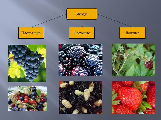 Какие овощи являются ягодами. Костянковидные плоды таблица. Плоды Нижегородской области. Плоды доброго управления.