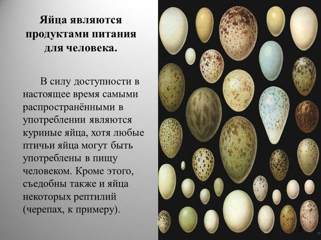 Тип развития яйца