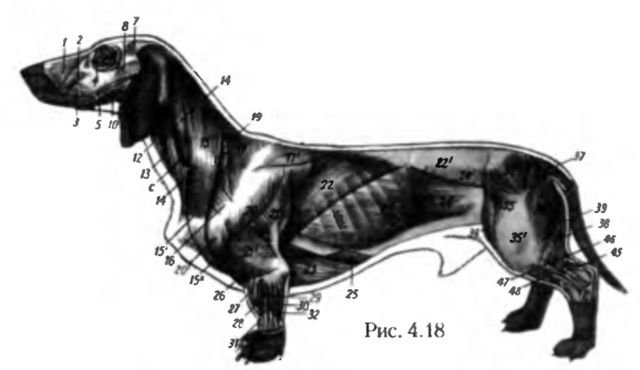 Увеличены лимфоузлы у собаки. Лимфоузлы собаки анатомия. Мочеполовая система у таксы. Анатомия собаки мышцы такса.