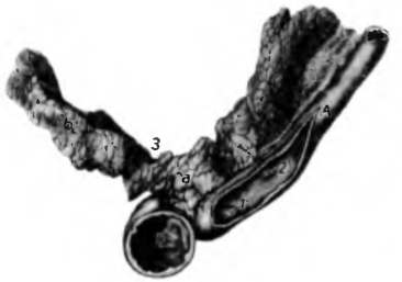 Анатомия поджелудочной железы кошек