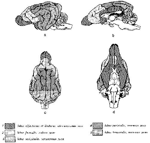 Мозг собаки отделы. Отделы головного мозга собаки. Головной мозг собаки схема. Мозг собаки анатомия. Головной мозг млекопитающих.