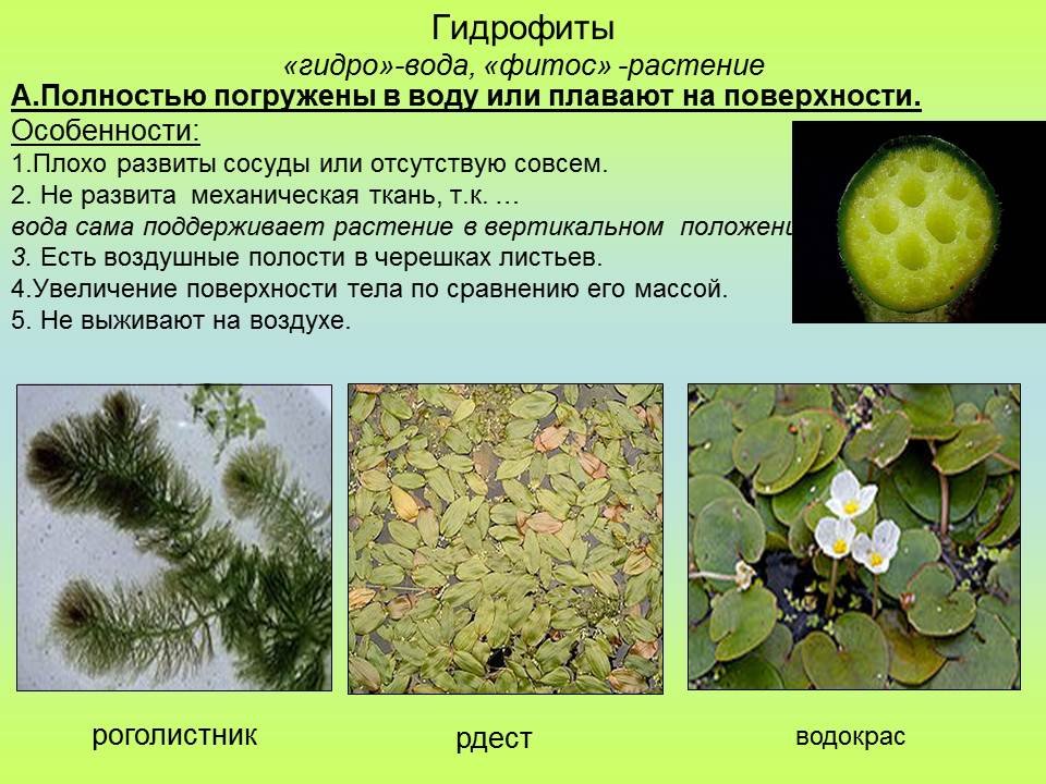 Особенности строения водных растений. Гидрофиты характеристика. Гидрофиты характеристика группы. Гигрофиты и гидрофиты. Растения гидрофиты.