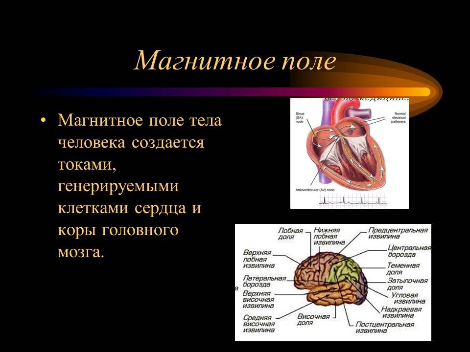 Локальное воздействие постоянного магнитного поля на человека. Магнитное поле сердца. Магнитные поля внутренних органов. Как магнитное поле влияет на человека. Влияние магнитного поля на сердце.