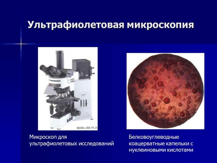 Презентация - Экология микроорганизмов