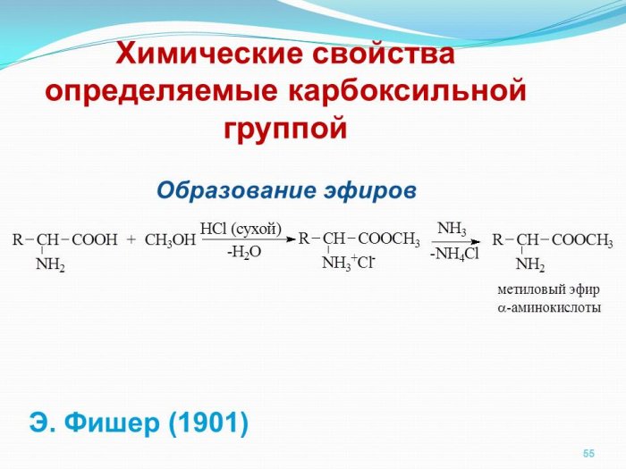 Презентация - Аминокислоты