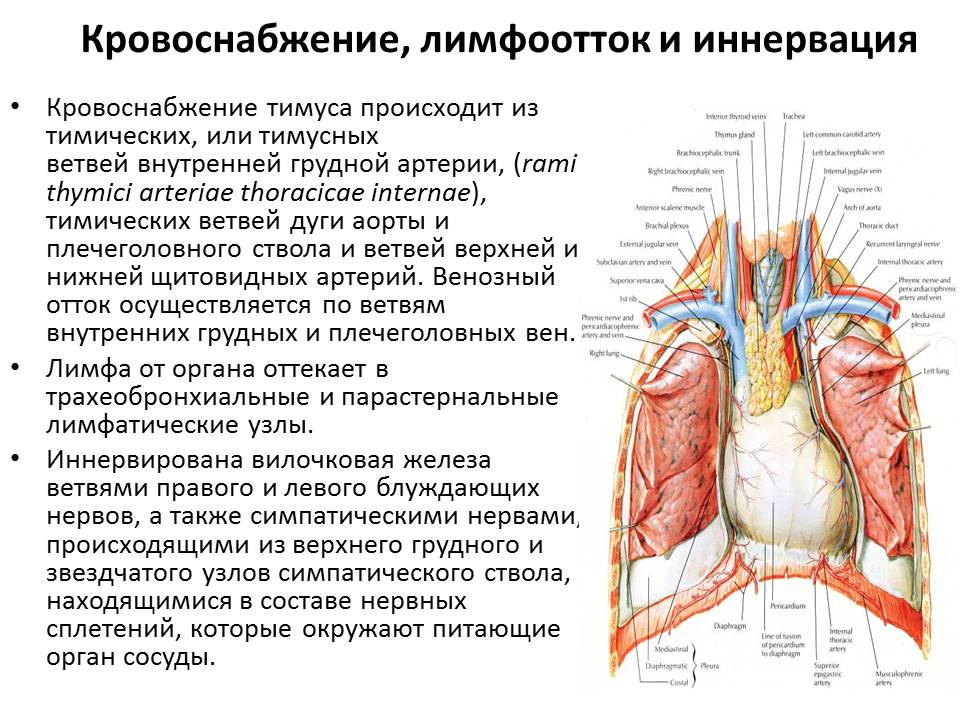 Приток крови к органам. Топографическая анатомия вилочковой железы. Легкие кровоснабжение иннервация лимфоотток. Кровоснабжение иннервация и отток лимфы в легких. Диафрагмальный нерв анатомия топография.