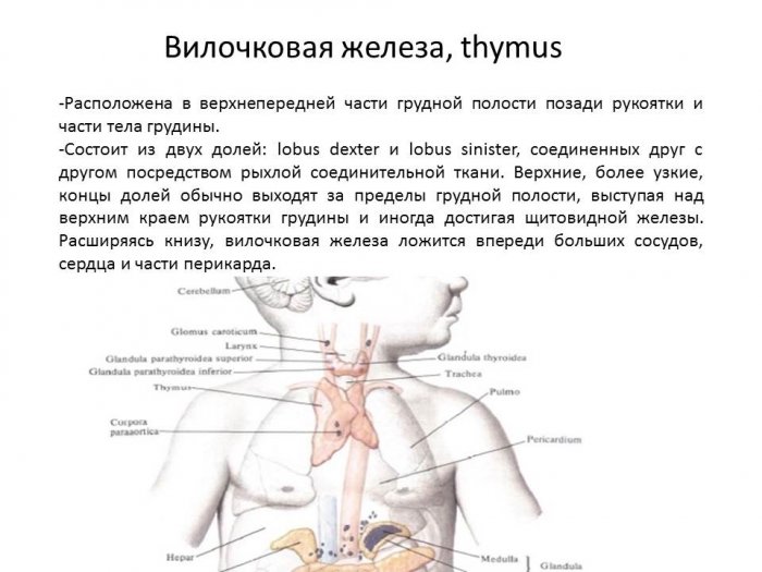 Топографическая анатомия вилочковой железы. Особенности у детей