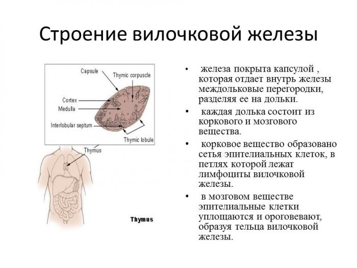 Топографическая анатомия вилочковой железы. Особенности у детей