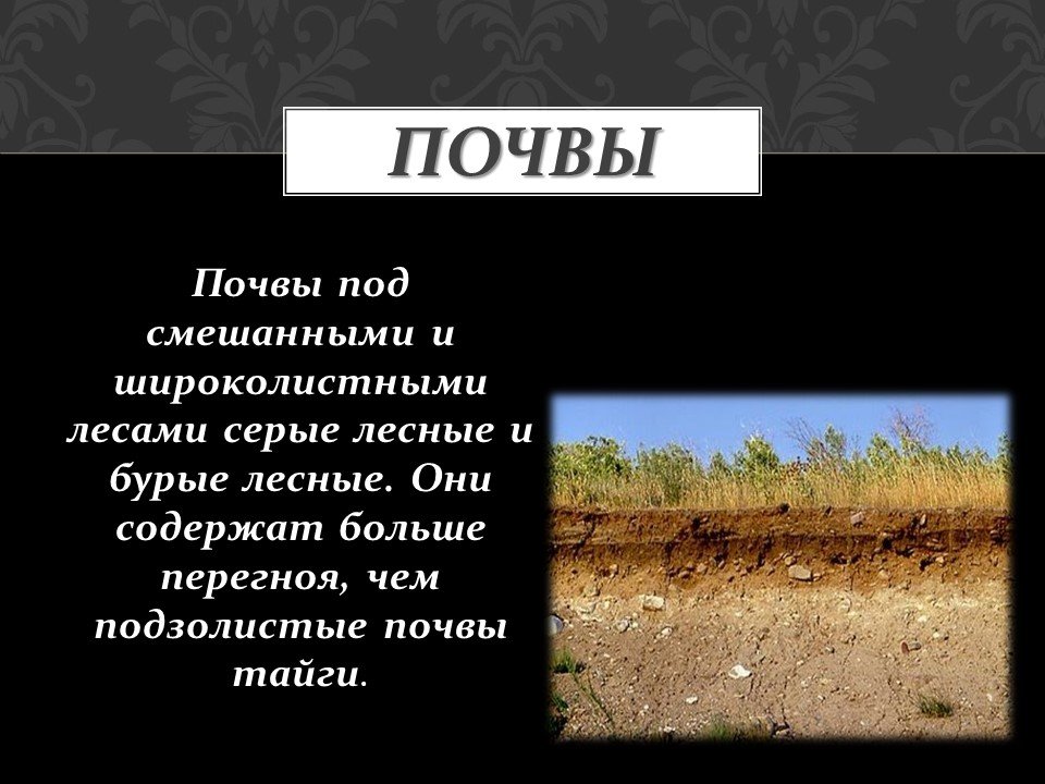 Почвы зоны смешанных лесов в россии. Зона смешанных широколиственно-хвойных лесов почвы. Почвы смешанных и широколиственных лесов в России. Смешанный лес Тип почвы. Смешанные и широколиственные леса почва в России.