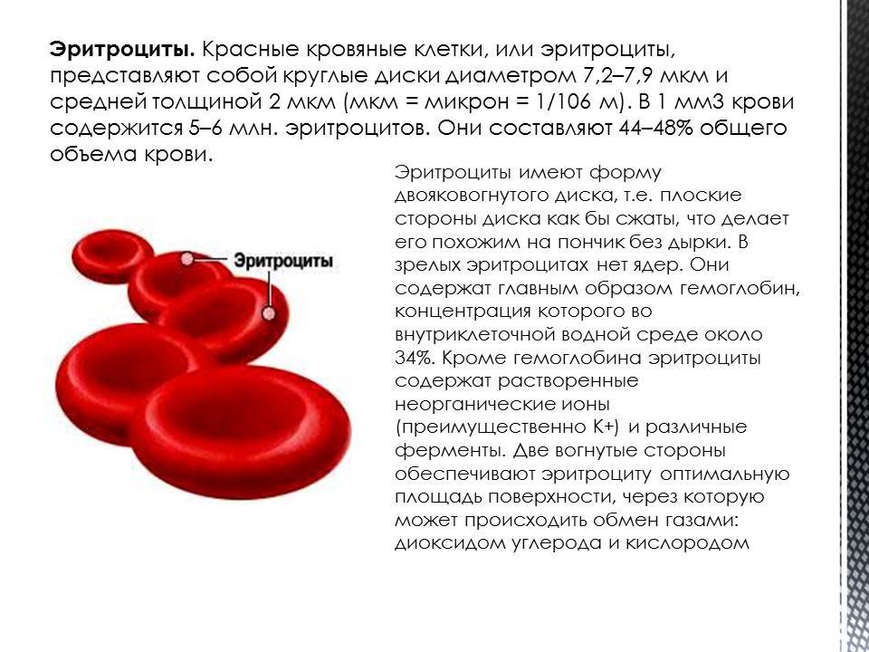 Наибольшее количество крови содержится. Гемоглобин или эритроциты. Эритроциты человека.