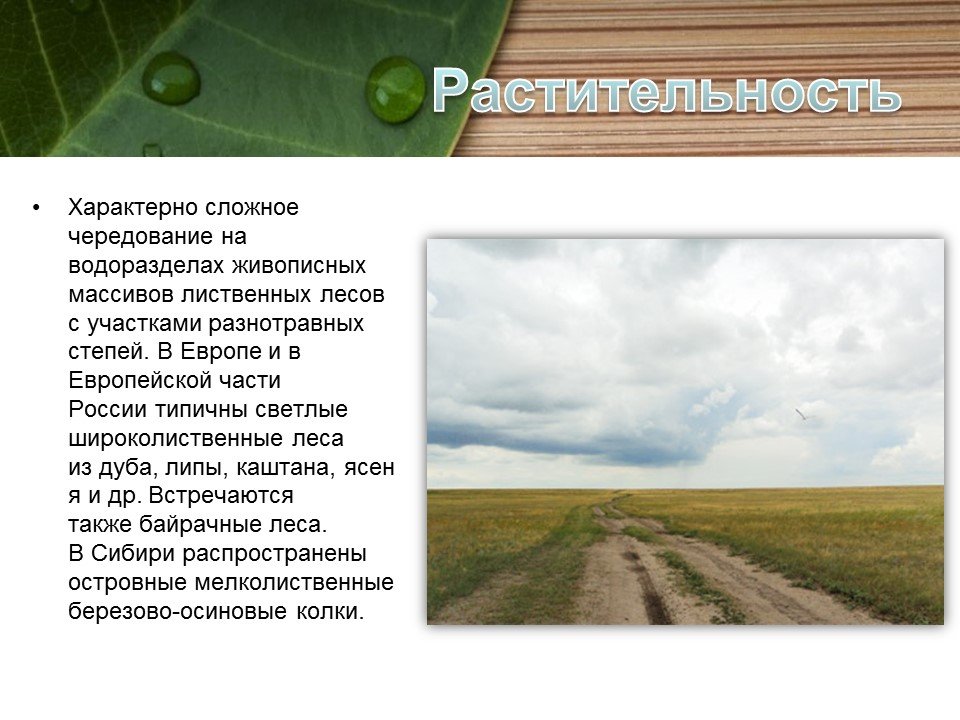 Почему лесостепи и степи относятся. Растительность лесостепи и степи в России. Зоны лесостепей и степей растительность. Климат степей и лесостепей в России. Лесостепи и степи климат.