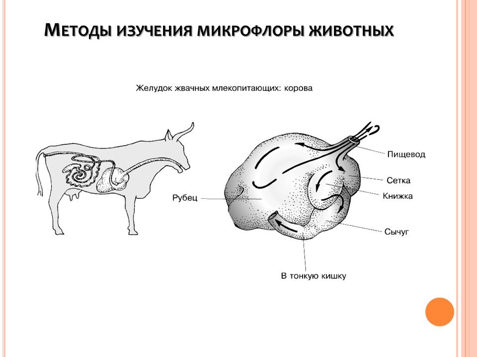 В желудке жвачных млекопитающих постоянно обитают. Строение пищеварительной системы жвачных. Строение желудка жвачных млекопитающих. Пищеварительная система жвачных животных схема пошаговая. Рубец жвачных животных.
