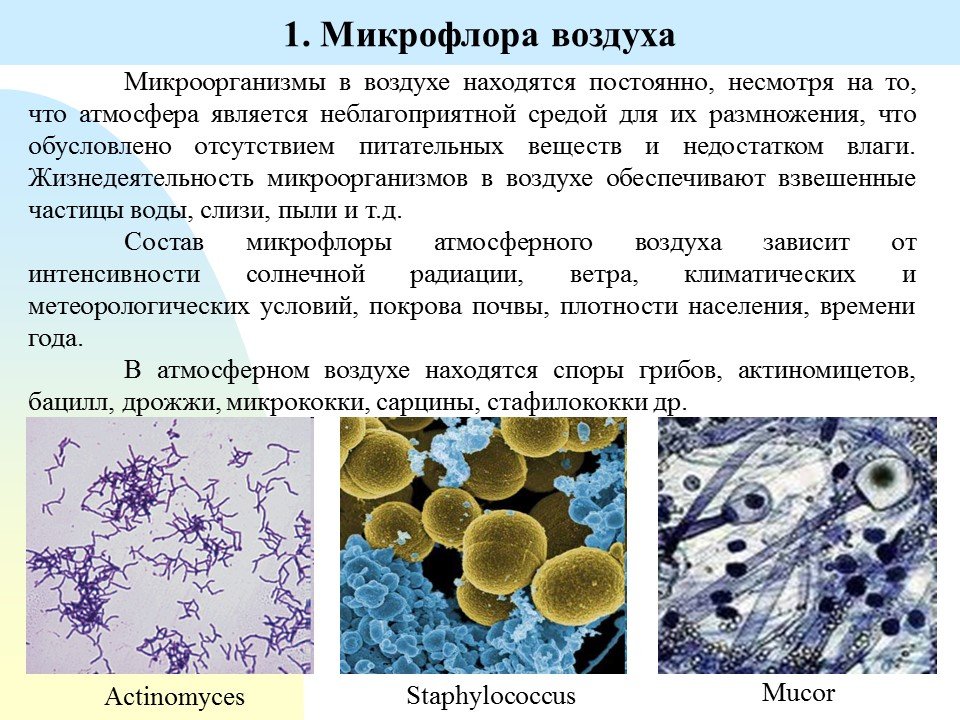 Что выделяют бактерии. Представители микрофлоры воздуха. Патогенная микрофлора воздуха. Бактерии и микроорганизмы в воздухе. Микрофлора воздуха микробиология.