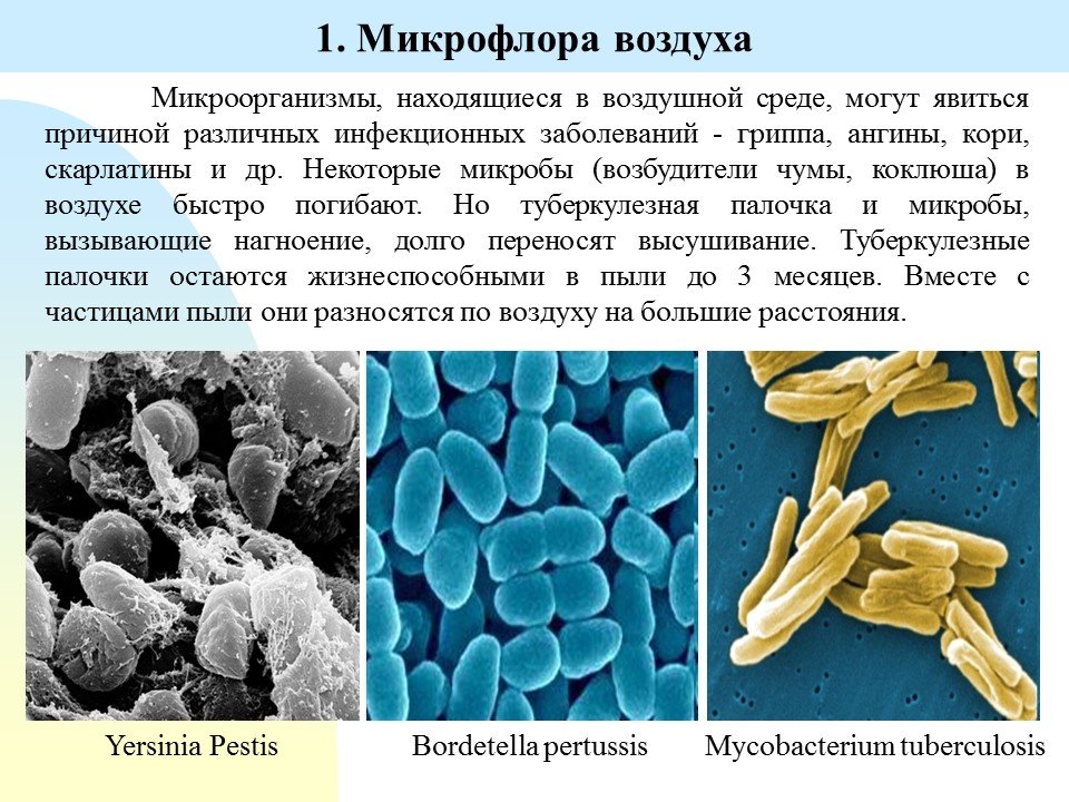 Микроорганизмы воздуха помещений. Микроорганизмы в воздухе. Бактерии в воздухе. Микроорганизмы в воздухе находятся. Микрофлора воздуха.