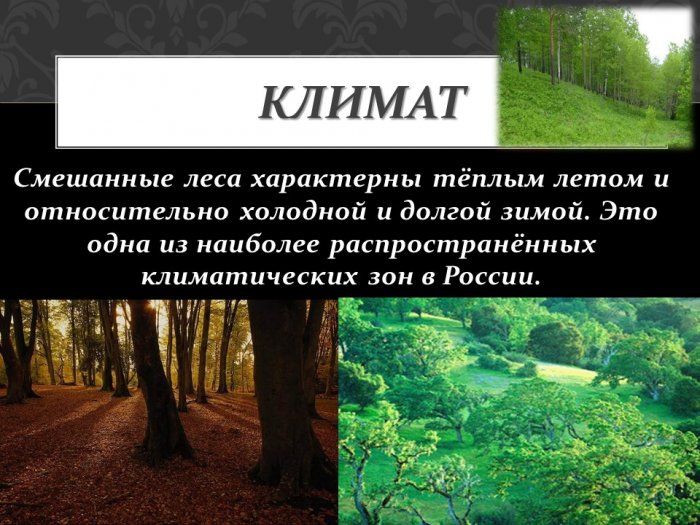 Презентация - Смешанные широколиственные леса
