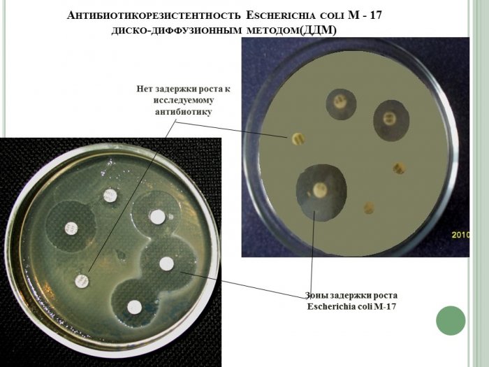 Презентация - Антибиотикопродуктивность и антибиотикорезистентность неспорообразующих бактерий, входящих в состав пробиотических препаратов в условиях in vitro