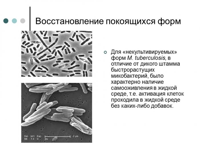 Презентация - Некультивируемые формы бактерий. Выделение некультивируемых формВосстановление покоящихся форм