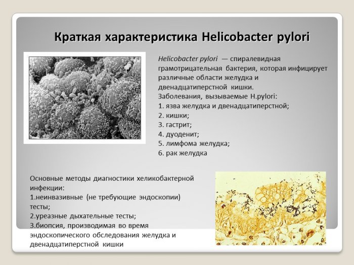 Презентация - Открытие Helicobacter pylori и их роль в заболеваниях человека