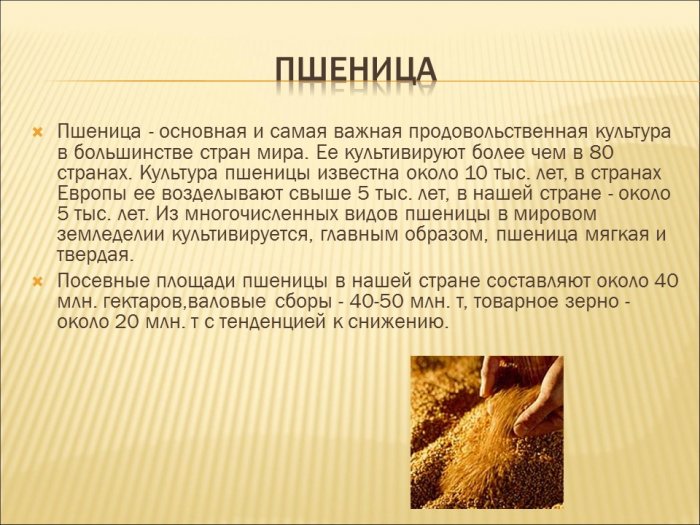 Презентация - Качество клейковины при прорастании у слабой и сильной пшеницы