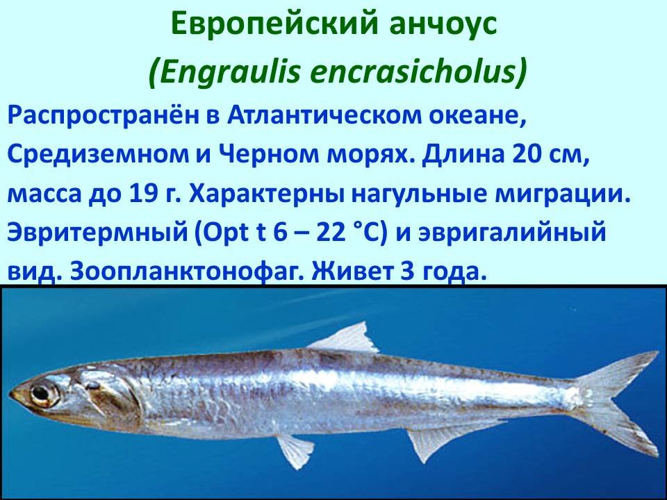 Промысловые рыбы 7 класс. Промысловые рыбы презентация. Сообщение на тему промысловые рыбы. Основные семейства промысловых рыб. Промысловые рыбы Атлантического океана.