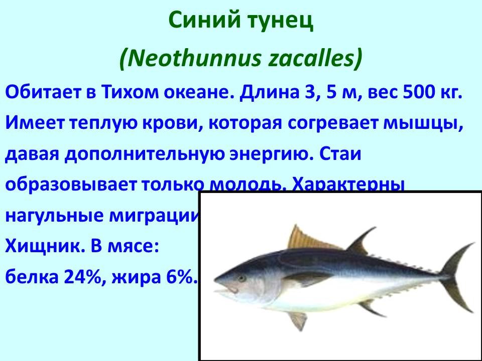 Сделайте описание тунца обыкновенного по следующему плану