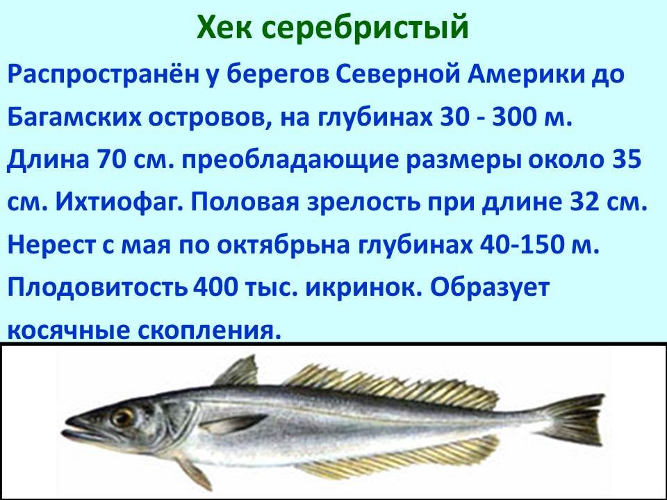 Рыба хек сколько