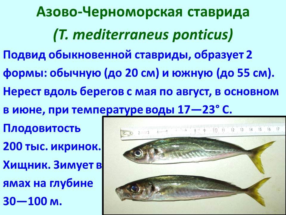 Промысловые рыбы 7 класс. Промысловые рыбы презентация. Промысловые рыбы таблица. Основные семейства промысловых рыб. Перечислите основные семейства промысловых рыб.