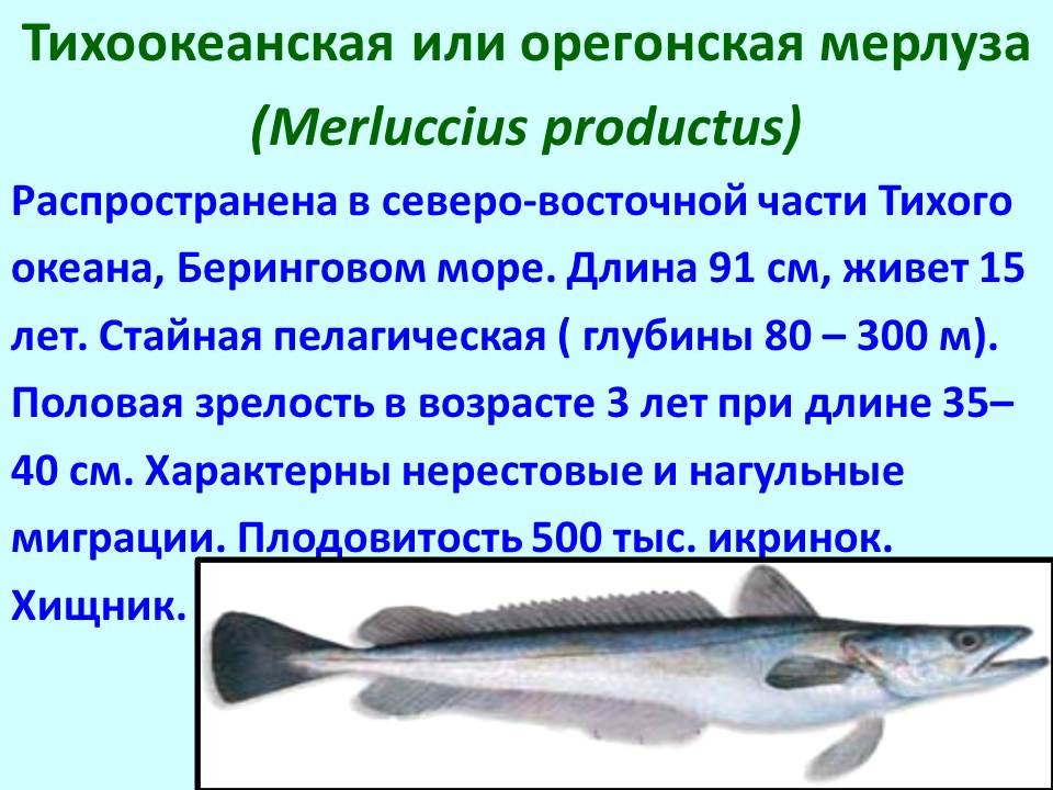 Почему численность промысловых рыб