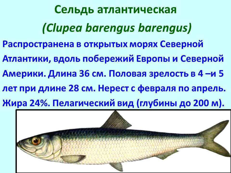 Рациональное использование рыб. Промысловые рыбы презентация. Промысловые рыбы таблица. Промысловые рыбы России. Основные семейства промысловых рыб.