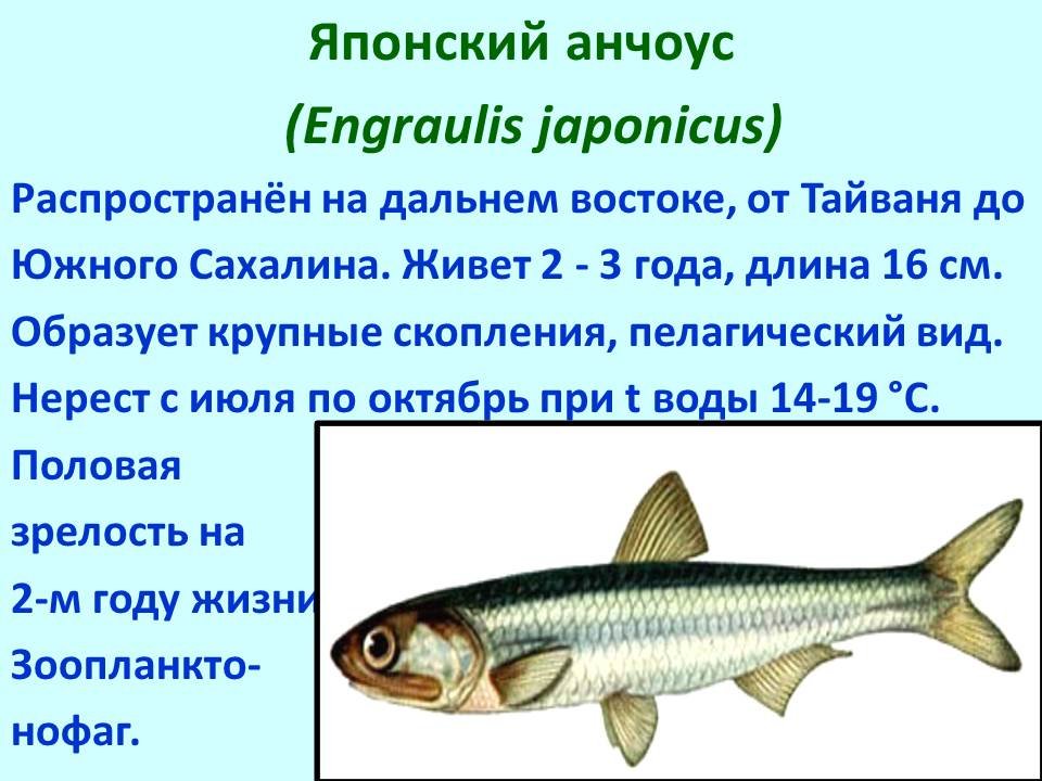 Промысловые рыбы 7 класс. Промысловые рыбы презентация. Характеристика семейств рыб. Семейства промысловых рыб. Промысловые рыбы таблица.