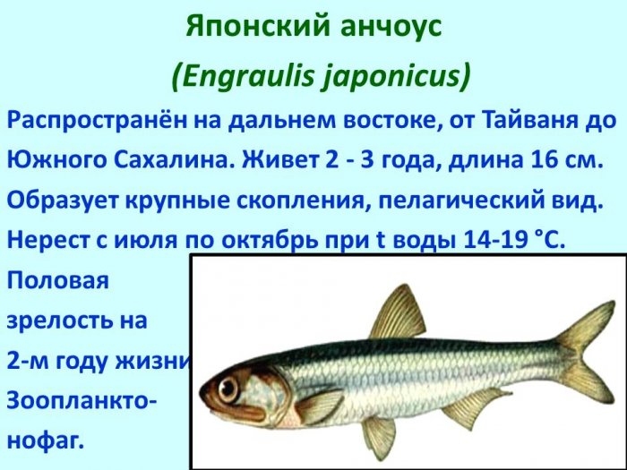 Презентация - Основные морские промысловые семейства рыб