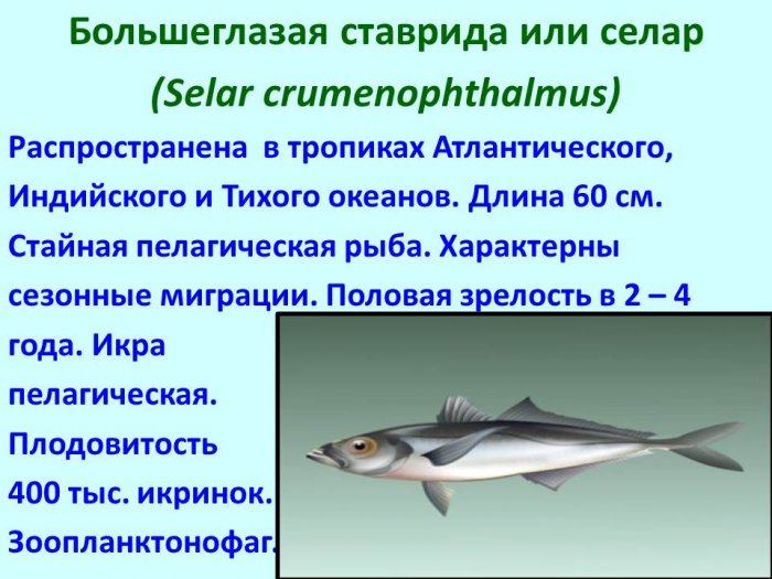 Презентация - Основные морские промысловые семейства рыб