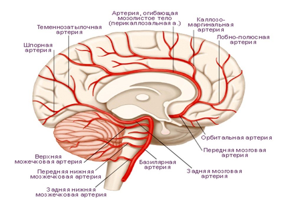 Артерии среднего мозга. Артерии лобной доли головного мозга. Задняя мозговая артерия анатомия сегменты. Ход базилярной артерии сбоку. Ветви средней мозговой артерии анатомия.