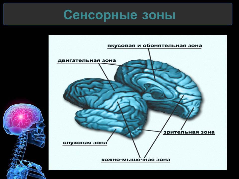 Сенсорные зоны коры мозга. Сенсорные ассоциативные и моторные зоны коры.